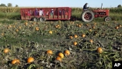 Menurut Huffer, pemilik “Jumbo Pumpkin Patch”, orang-orang yang mengunjungi ladangnya juga senang naik gerobak jerami yang membawanya ke ladang labu (foto: Dok)..