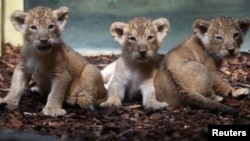 Depuis 2011, le nombre de lions est passé d'une dizaine ou une quinzaine à une trentaine aujourd'hui. (photo d'illustration)