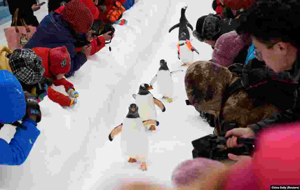 សត្វ Penguins ដើរកាត់ព្រិលអំឡុងពិធីបុណ្យរូបសំណាកព្រិលទឹកកកអន្តរជាតិ Harbin ក្បែរអាងចិញ្ចឹមត្រី Harbin Polarland ក្នុងខេត្ត Heilongjiang ប្រទេសចិន។