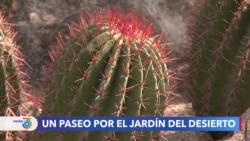 Jardín botánico de Phoenix, hogar del estudio y la conservación de la flora desértica 