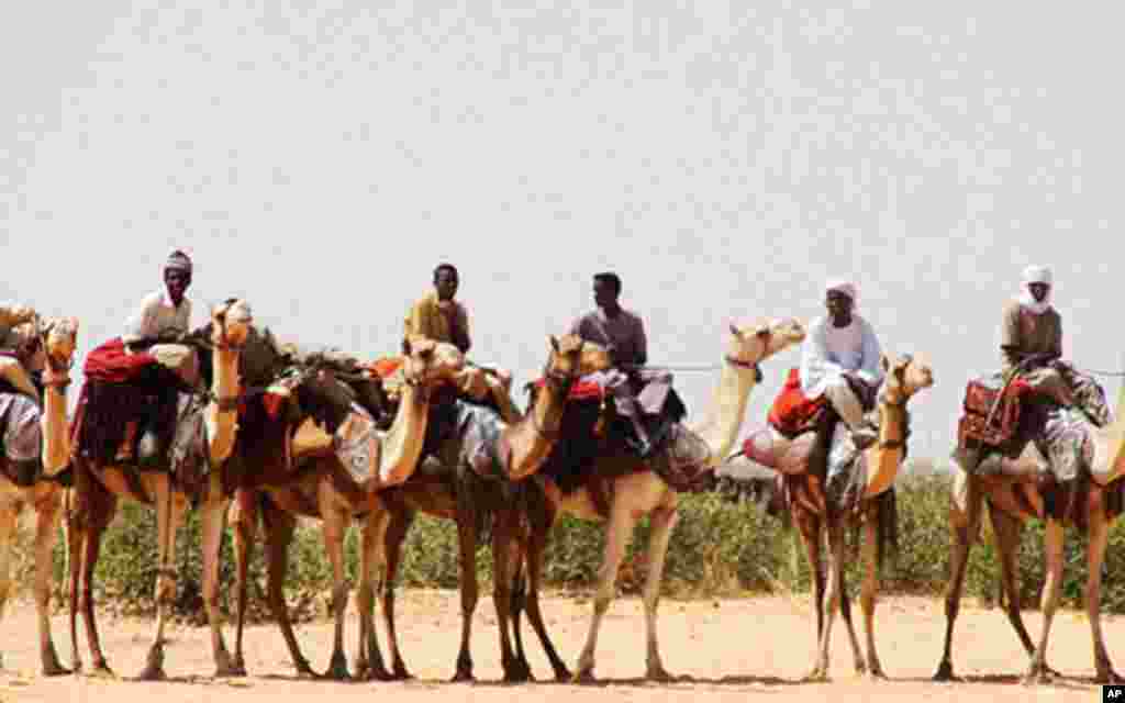 Camels, along with cows, make up the main herds of Darfur. Habila Canari