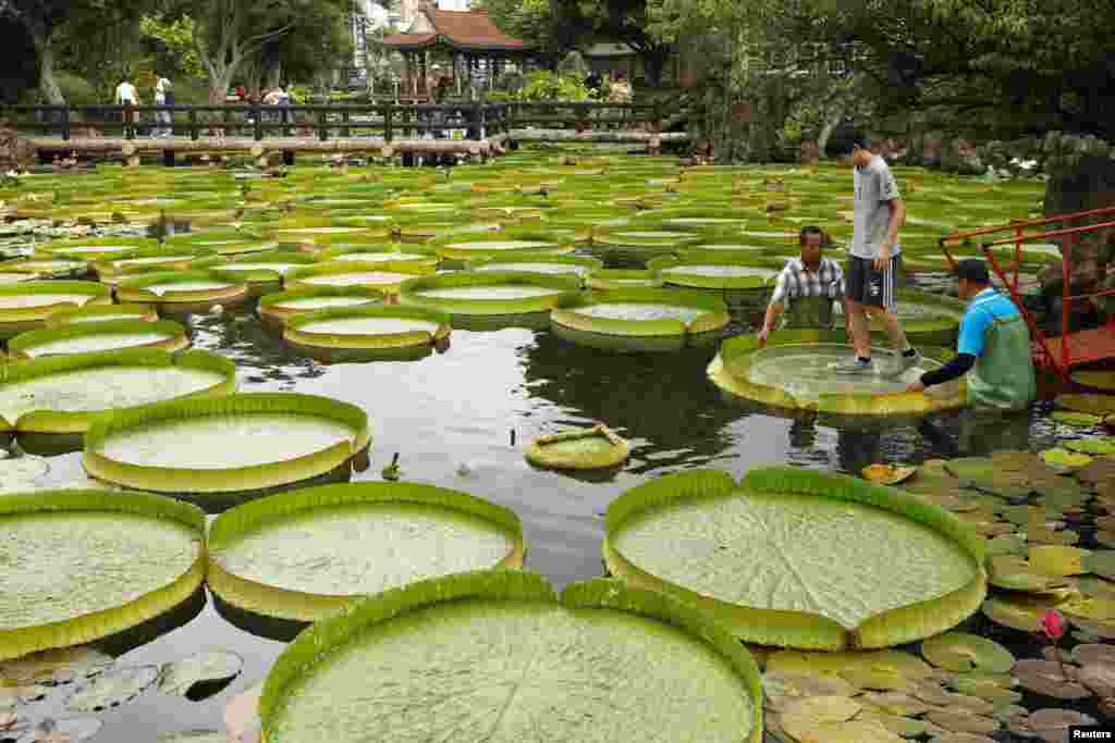 A boy walks on a giant waterlily leaf during an annual leaf-sitting event in Taipei, Taiwan.