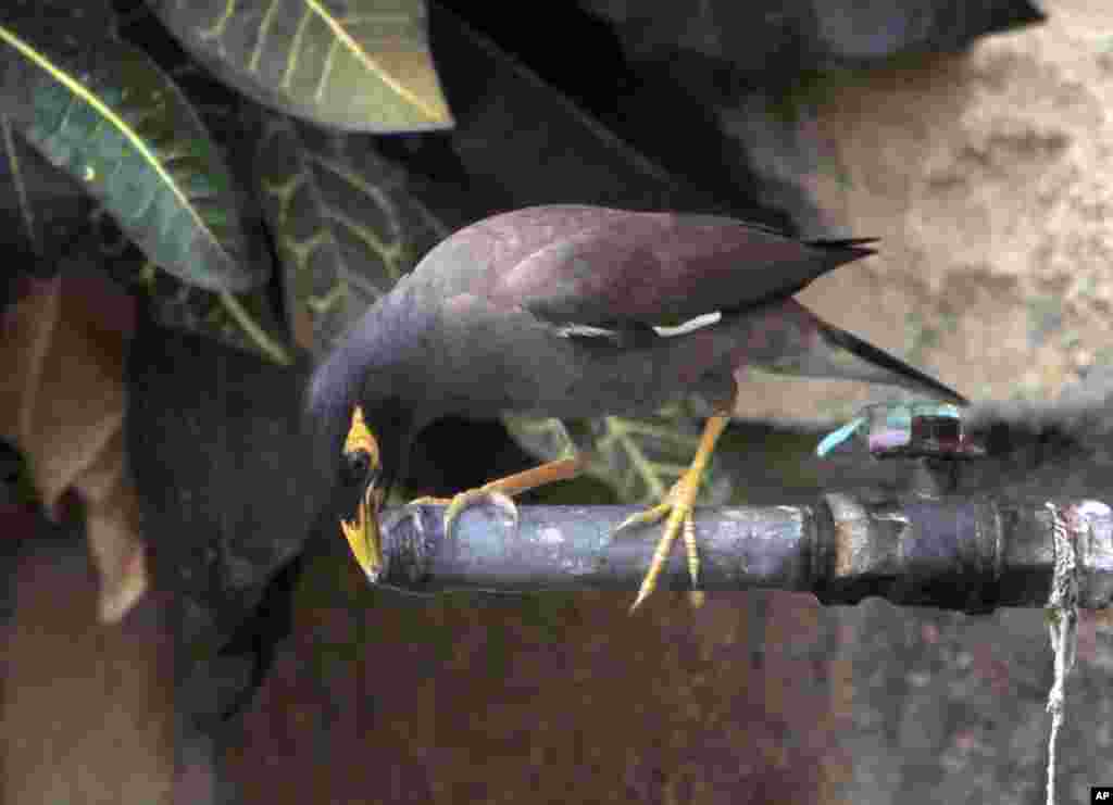 گرمی کی شدت کے باعث ایک پرندہ اپنی پیاس بجھا رہا ہے۔