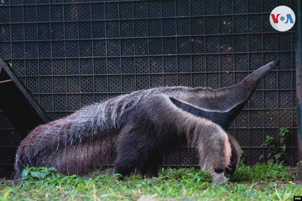 Según cifras del Ministerio de Ambiente y Desarrollo Sostenible, entre los años 2009-2012, en Colombia, 211.571 animales vivos fueron decomisados por tráfico ilegal, cifra que crece con el paso de los años.