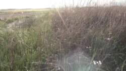 Grazing the Niobrara for Healthy Grasslands