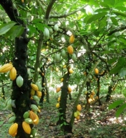 Cacao pods
​