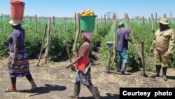 Harvesting tomatoes at Esidakeni Farm. (Courtesy Photo)