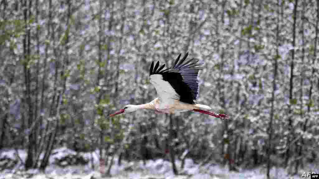 벨라루스 민크스에서 약 100km 떨어진 크레바 마을에서 황새가 눈 덮인 관목 사이로 날고 있다. 