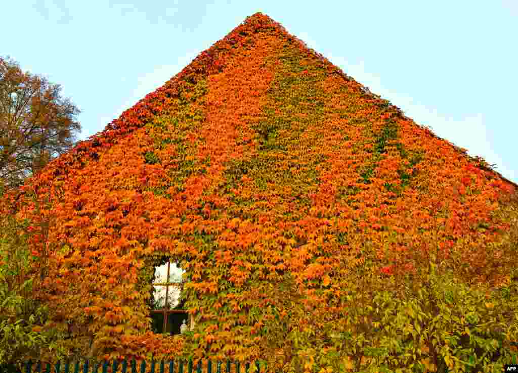 Daun-daun tanaman anggur menutupi sebuah rumah warga di Sieversdorf, Jerman.