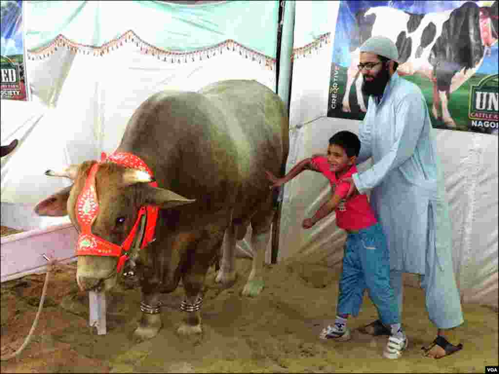 کراچی: جانوروں کی منڈی میں بڑوں کے ساتھ بچے بھی خوب دلچسپی لیتے ہیں