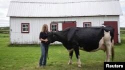 Dairy farmer Marie-Pier G. Vincent poses with one of her dairy cows at her farm in Saint-Valerien-de-Milton, southeast of Montreal, Quebec, Canada, Aug. 30, 2018. 