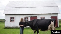 Dairy farmer Marie-Pier G. Vincent poses with one of her dairy cows at her farm in Saint-Valerien-de-Milton, southeast of Montreal, Quebec, Canada, Aug. 30, 2018.
