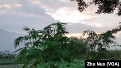 在中国云南，野生大麻随处可见。（2016年9月13，美国之音朱诺拍摄）