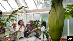 La gente ve una planta en peligro de extinción conocida como "flor del cadáver" por su hedor pútrido, que está a punto de florecer en el Real Jardín Botánico de Sydney, Australia, el jueves 23 de enero de 2025. AP