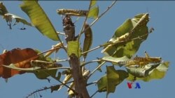 ယူဂန်ဒါက ကျိုင်းကောင်စစ်ဆင်ရေး