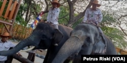 Gonzales dan Manis, dua dari enam gajah Sumatera koleksi Kebun Binatang Surabaya (Foto:VOA/Petrus Riski).