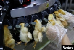 Un trabajador inserta pollitos recién nacidos en una máquina que sujeta sus picos en el criadero de Huayu en Handan, provincia de Hebei, China, junio 25, 2018.
