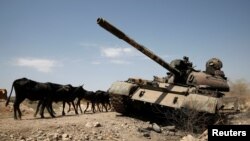 Gado passa junto a tanque danificado na luta entre governo etíope e forças Tigray perto da cidade de Humera, Etiópia
