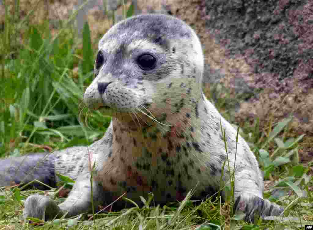 A handout picture shows newborn baby seal Conchita at the Boudewijn Seapark in Brugges.