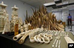 FILE - Confiscated ivory is displayed at a chemical waste treatment center in Hong Kong, May 15, 2014.