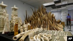 FILE - Confiscated ivory is displayed at a chemical waste treatment center in Hong Kong, May 15, 2014.