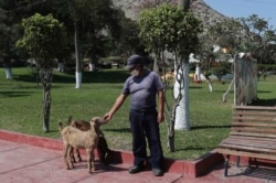 In this April 17, 2020 photo, employee Jose Gatelu hand feeds goats at the zoo inside the closed Cogollo Portuario club, on the outskirts of Lima, Peru.