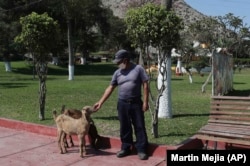 In this April 17, 2020 photo, employee Jose Gatelu hand feeds goats at the zoo inside the closed Cogollo Portuario club, on the outskirts of Lima, Peru.