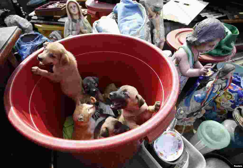 A slum dweller&#39;s pets (puppies and a cat) look on from a plastic container next to religious statues and other belongings, after a squatter colony was demolished in Tondo, Manila.