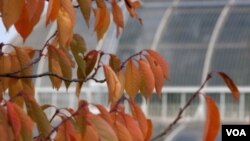 El jardín Kew tiene grandes colecciones de plantas.