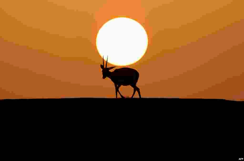 Arabian sand gazelles, known as reem, are seen at the Telal Resort near the city of al-Ain on the far east of the Gulf emirate of Abu Dhabi.