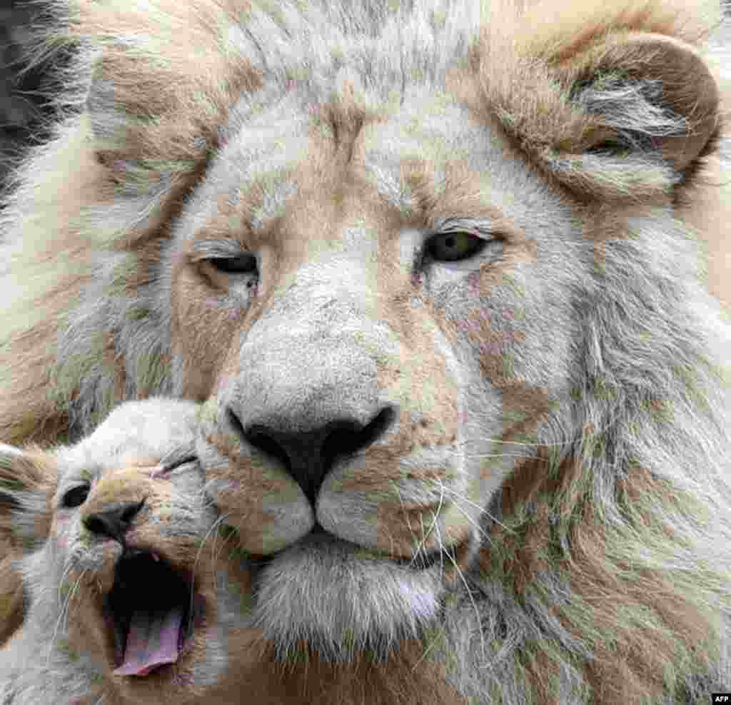 A four-month-old white lion cub cuddles up to its father Sam inside their enclosure at a zoo in Tbilisi, Georgia.