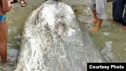 Ikan mola mola yang terdampar ini mempunyai panjang 2,2 meter dan lebar 1,6 meter (Courtesy : BKSDA Sulawesi Tengah)
