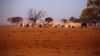 Australia's Drought-Hit Farms 'in Survival Mode'