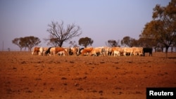 The remaining cattle on farmer May McKeown's drought-affected property, located on the outskirts of the northwestern New South Wales town of Walgett in Australia, eat hay, July 20, 2018.
