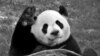 Pandas volverán a China antes de tiempo por falta de bambú en Canadá debido a pandemia