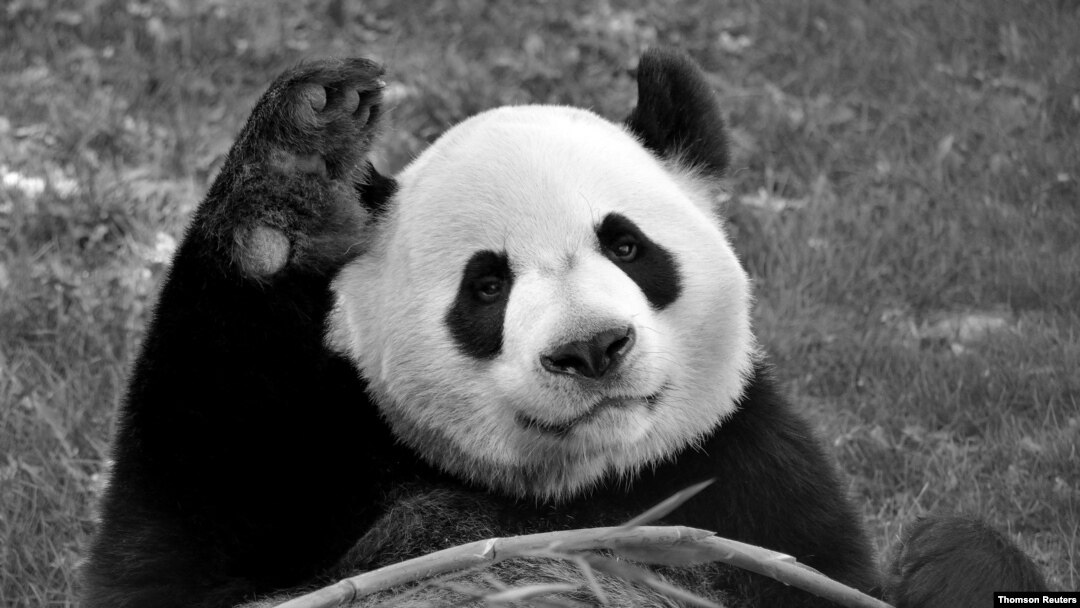 El panda adulto Da Mao, en una foto sin fecha determinada proporcionada por el Zoológico de Calgary, Canadá.