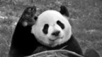 China reclama a varios países que le devuelvan los osos panda 