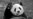 Pandas volverán a China antes de tiempo por falta de bambú en Canadá debido a pandemia