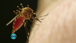 Maisha na Afya Ep. 86: Utafiti mpya unaonyesha chanjo ya Malaria inafanya kazi kwa asilimia 100.