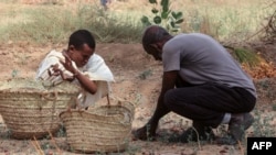 People collect dates in the beginning of the harvest season in Barkal, in northern Sudan, on May 15, 2023.