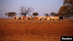 The remaining cattle on farmer May McKeown's drought-affected property, located on the outskirts of the northwestern New South Wales town of Walgett in Australia, eat hay, July 20, 2018.