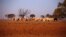The remaining cattle on farmer May McKeown's drought-affected property, located on the outskirts of the northwestern New South Wales town of Walgett in Australia, eat hay, July 20, 2018.