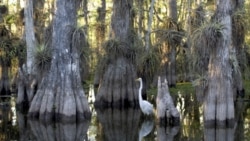 A great egret is one of many species that lives within the Everglades National Park