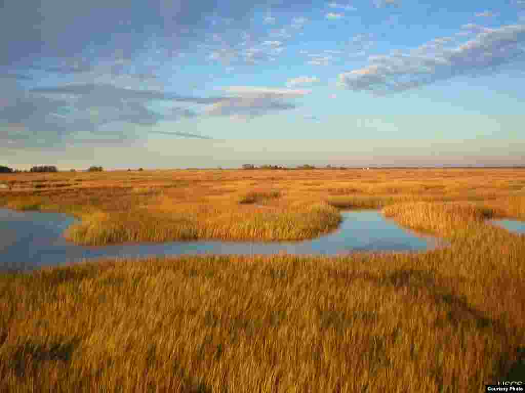Scientists predict that marshes in the Plum Island Estuary in Massachusetts will submerge under a conservative sea-level rise scenario. (Matthew Kirwan/USGS) 