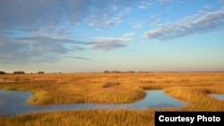 Scientists predict that marshes in the Plum Island Estuary in Massachusetts will submerge if sea level rises as expected. (Matthew Kirwan/USGS) 