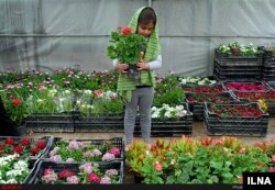بازار گل و گیاه تهران- آرشیو