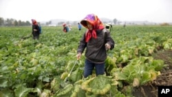 FILE - North Korean farmers spray fertilizer on cabbage crops at the Chilgol vegetable farm on the outskirts of Pyongyang, Oct. 24, 2014. in North Korea.