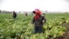 북한 중국산 비료 수입 급감..."올 농사 부정적 영향"