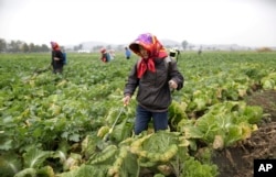FILE - North Korean farmers spray fertilizer on cabbage crops at the Chilgol vegetable farm on the outskirts of Pyongyang.