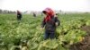 FILE - North Korean farmers spray fertilizer on cabbage crops at the Chilgol vegetable farm on the outskirts of Pyongyang, Oct. 24, 2014. in North Korea.